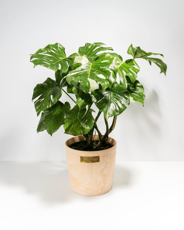 Monstera Thai Constellation - Image 13