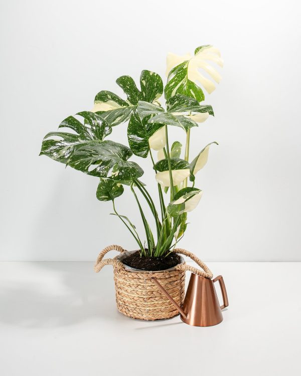 Monstera Thai Constellation - Image 14