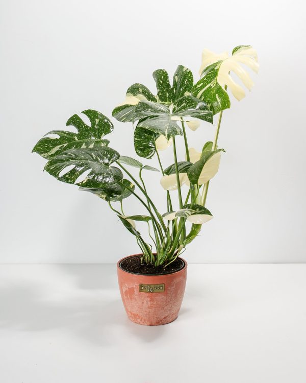 Monstera Thai Constellation - Image 8