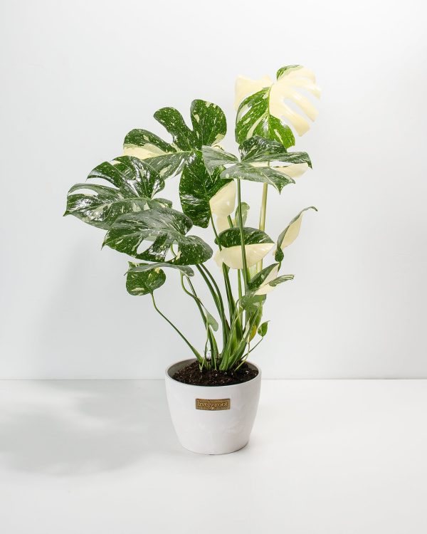 Monstera Thai Constellation - Image 6