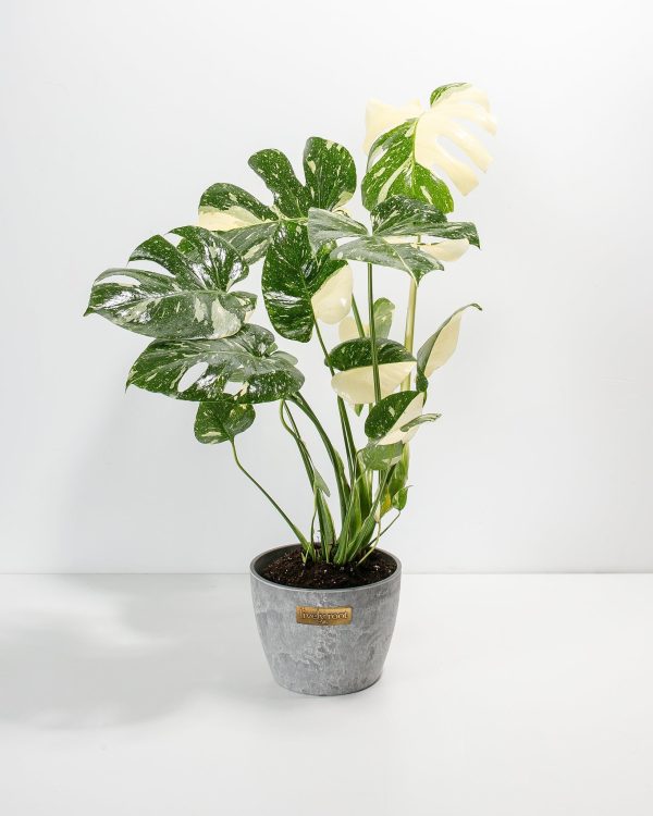 Monstera Thai Constellation - Image 7