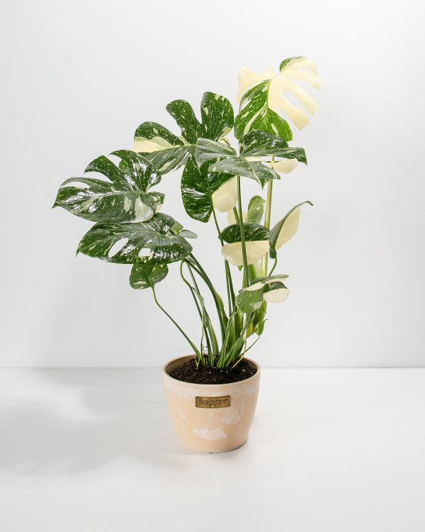 Monstera Thai Constellation - Image 9