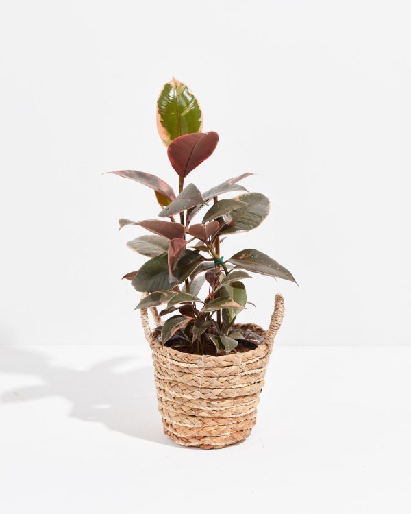 Ruby Rubber Tree Plant - Image 19