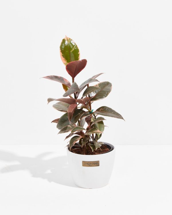 Ruby Rubber Tree Plant - Image 11