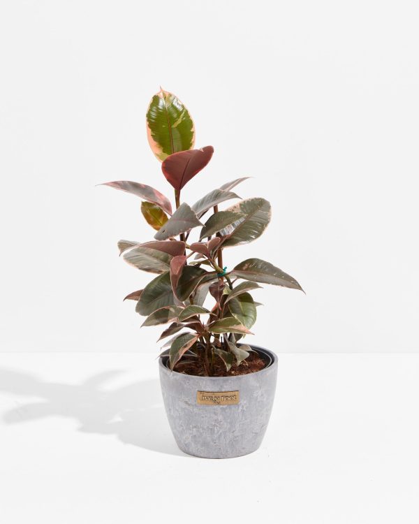 Ruby Rubber Tree Plant - Image 12