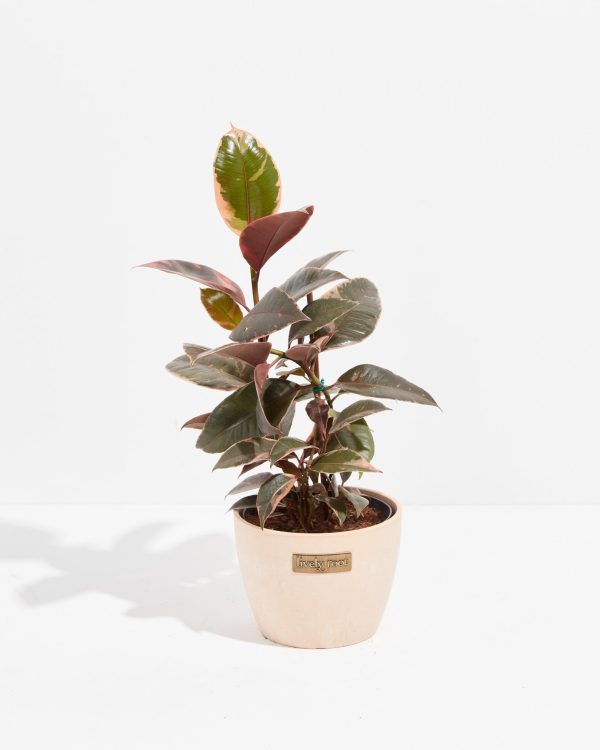 Ruby Rubber Tree Plant - Image 14