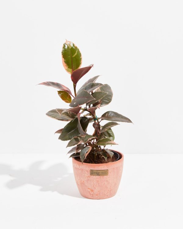 Ruby Rubber Tree Plant - Image 13