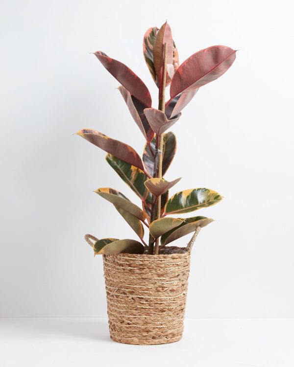 Ruby Rubber Tree Plant - Image 20