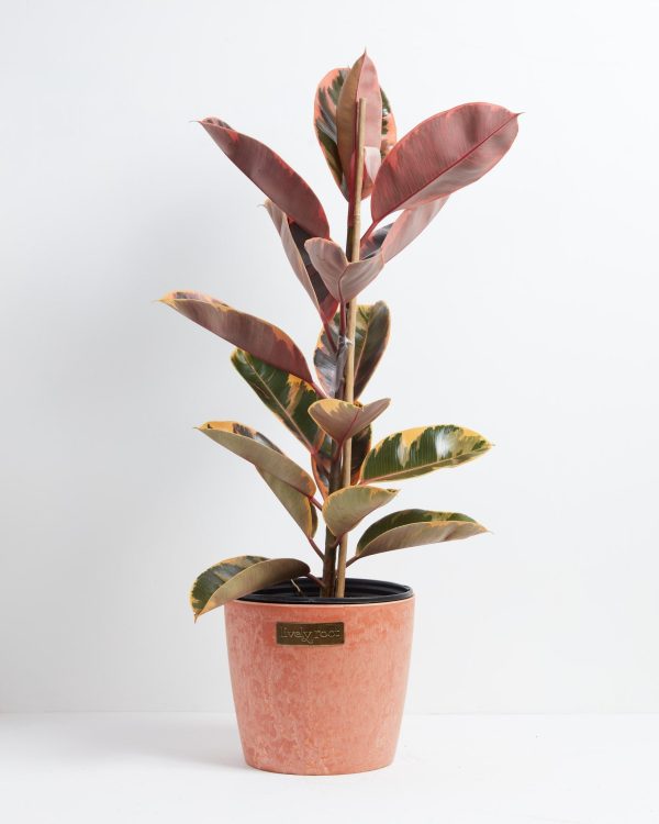 Ruby Rubber Tree Plant - Image 17