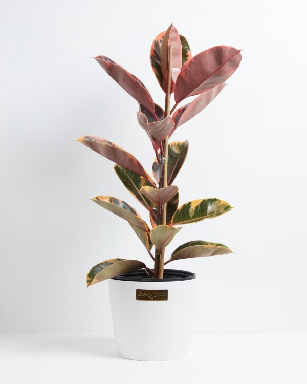 Ruby Rubber Tree Plant - Image 15