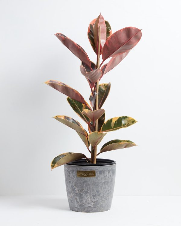 Ruby Rubber Tree Plant - Image 16