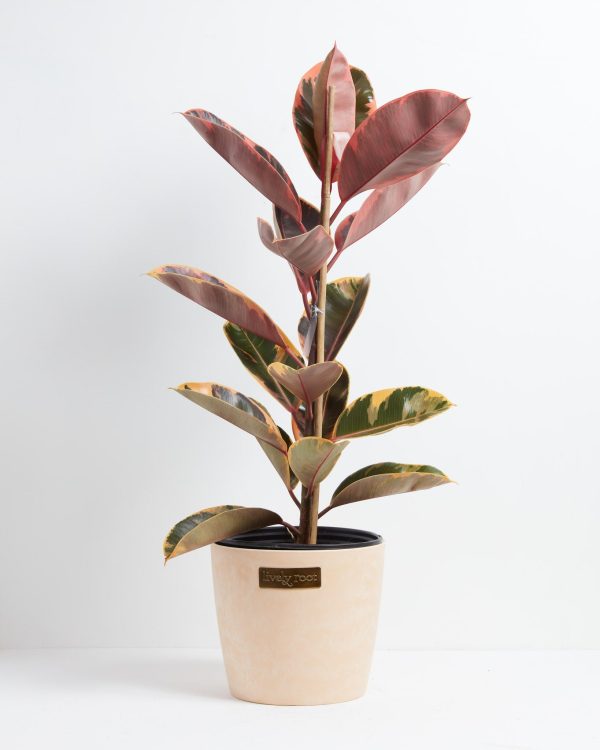 Ruby Rubber Tree Plant - Image 18