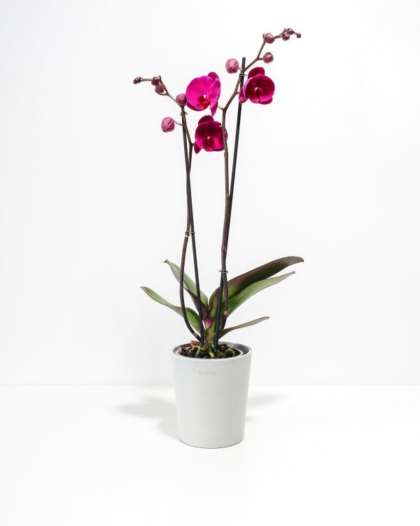 Purple Phalaenopsis Orchid - Image 5