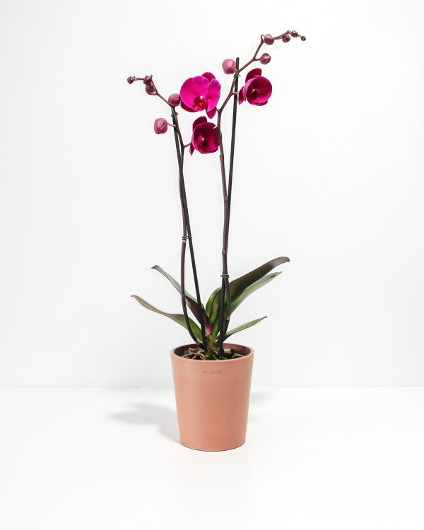 Purple Phalaenopsis Orchid - Image 7