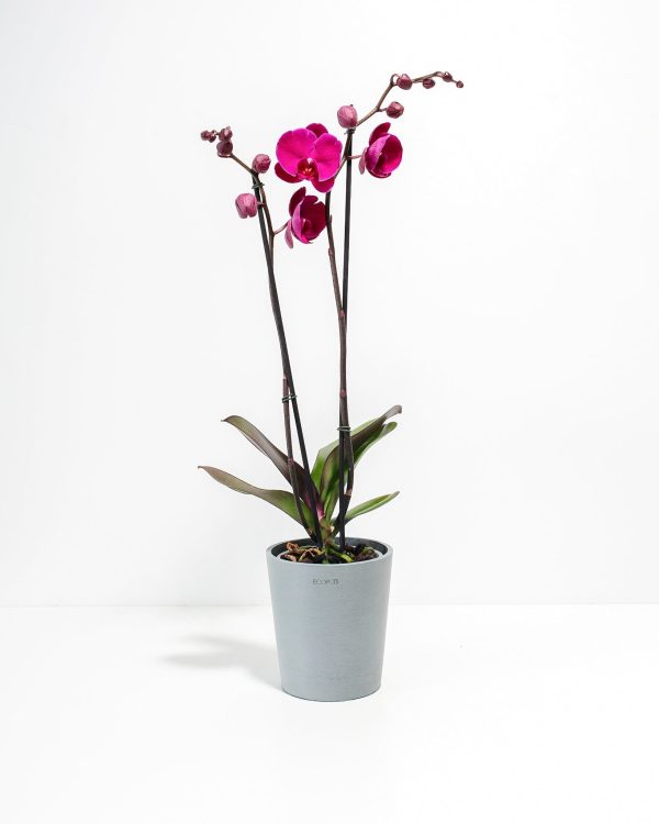 Purple Phalaenopsis Orchid - Image 6