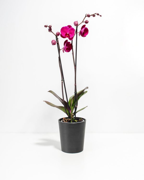 Purple Phalaenopsis Orchid - Image 8