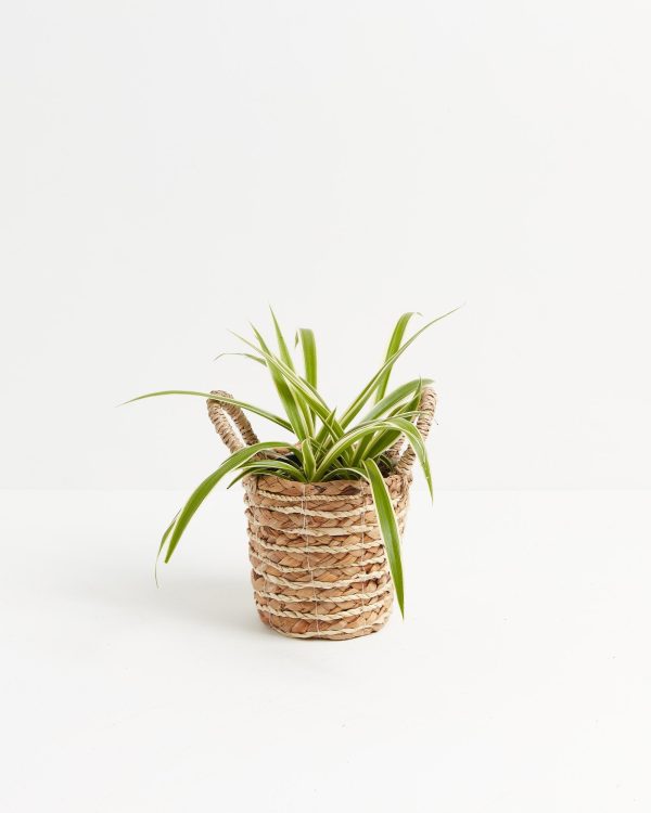 Spider Plant - Image 18