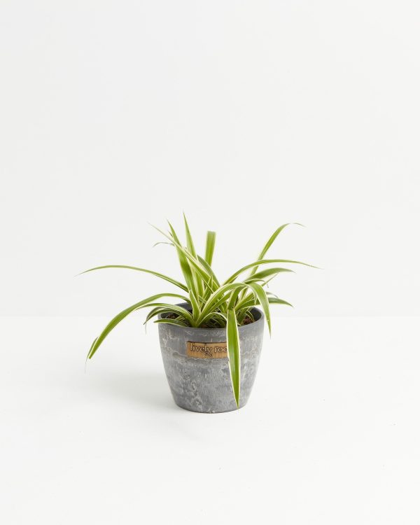 Spider Plant - Image 11