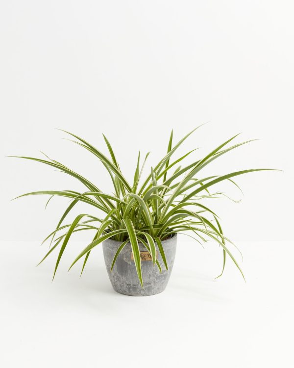 Spider Plant - Image 15