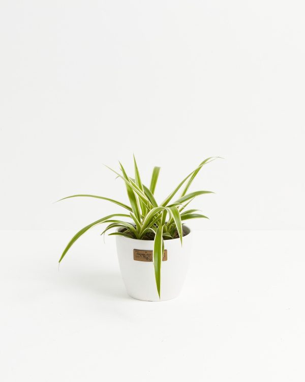 Spider Plant - Image 10