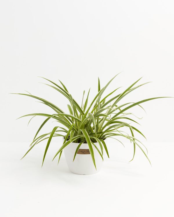Spider Plant - Image 14