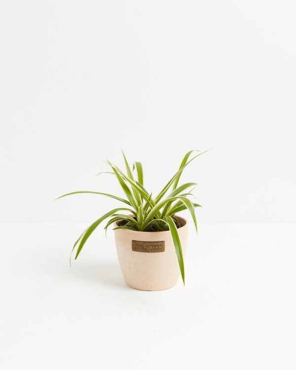 Spider Plant - Image 13
