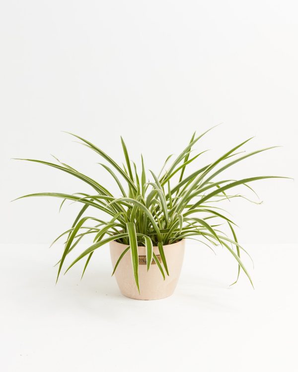 Spider Plant - Image 17