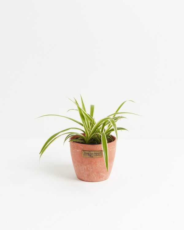 Spider Plant - Image 12