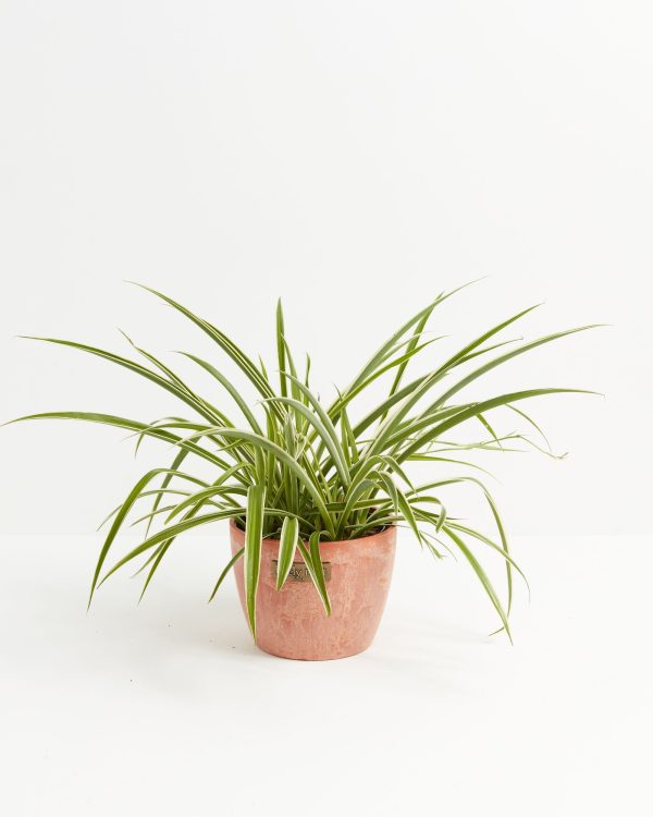 Spider Plant - Image 16