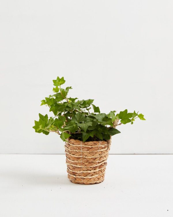 English Ivy Plant (Hedera helix) - Image 19