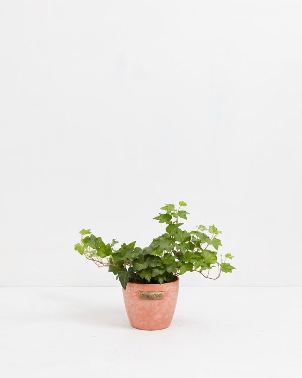 English Ivy Plant (Hedera helix) - Image 11