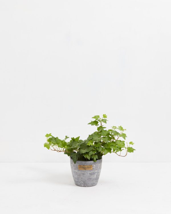 English Ivy Plant (Hedera helix) - Image 10