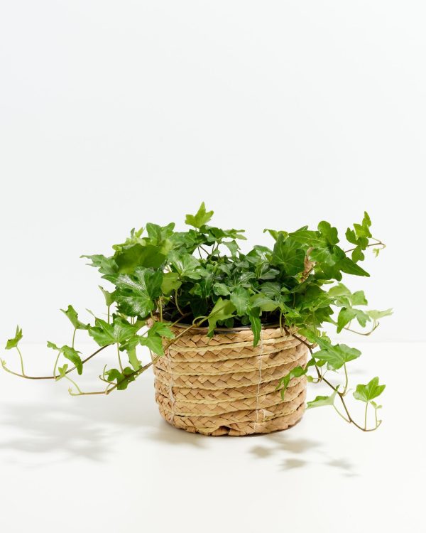 English Ivy Plant (Hedera helix) - Image 20