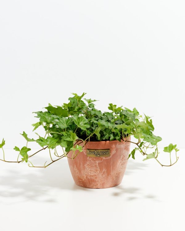 English Ivy Plant (Hedera helix) - Image 15