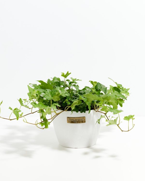 English Ivy Plant (Hedera helix) - Image 13