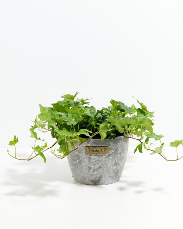 English Ivy Plant (Hedera helix) - Image 14