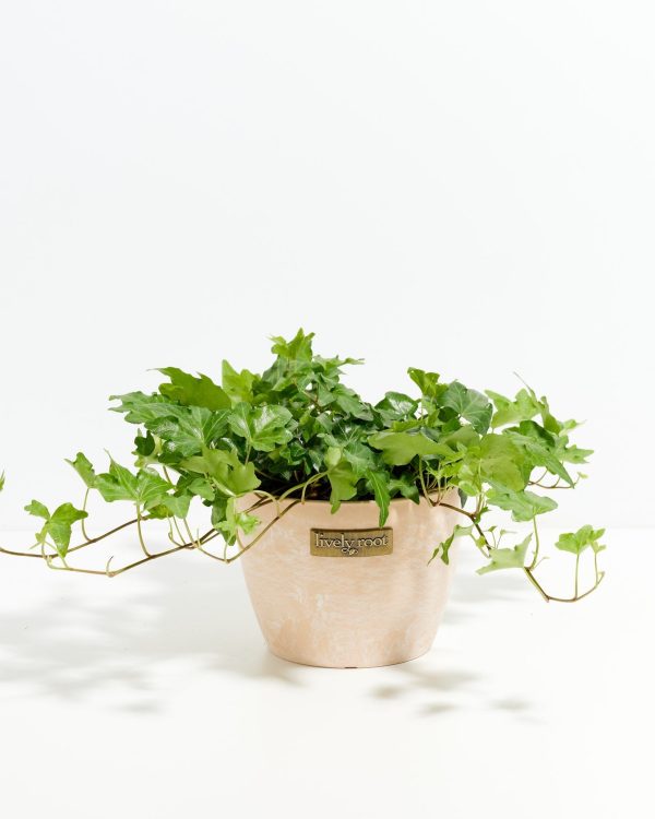 English Ivy Plant (Hedera helix) - Image 16