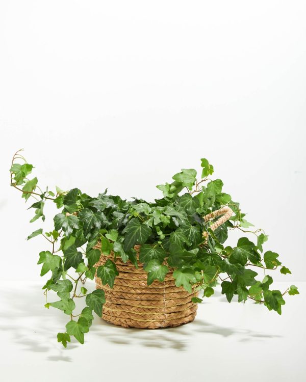English Ivy Plant (Hedera helix) - Image 21