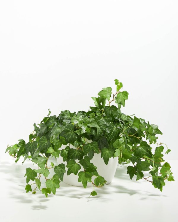 English Ivy Plant (Hedera helix) - Image 17