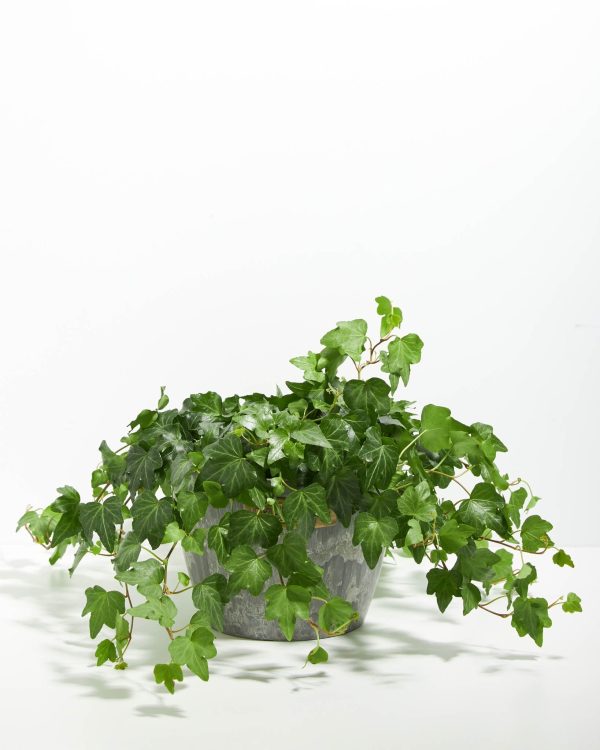 English Ivy Plant (Hedera helix) - Image 18