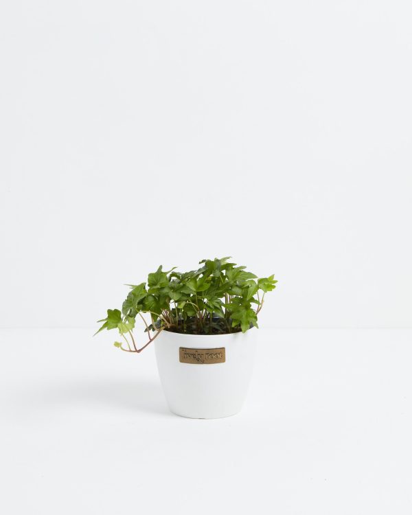 English Ivy Plant (Hedera helix) - Image 9