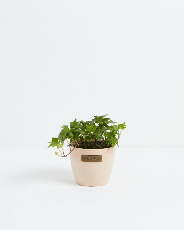 English Ivy Plant (Hedera helix) - Image 12