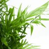 Neanthe Bella Palm - Image 4