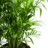Neanthe Bella Palm - Image 5