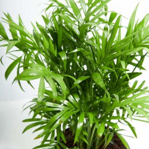 Neanthe Bella Palm