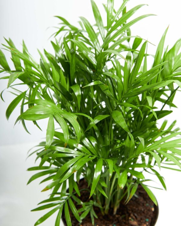 Neanthe Bella Palm