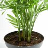 Neanthe Bella Palm - Image 3