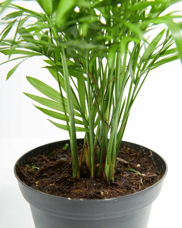 Neanthe Bella Palm - Image 3