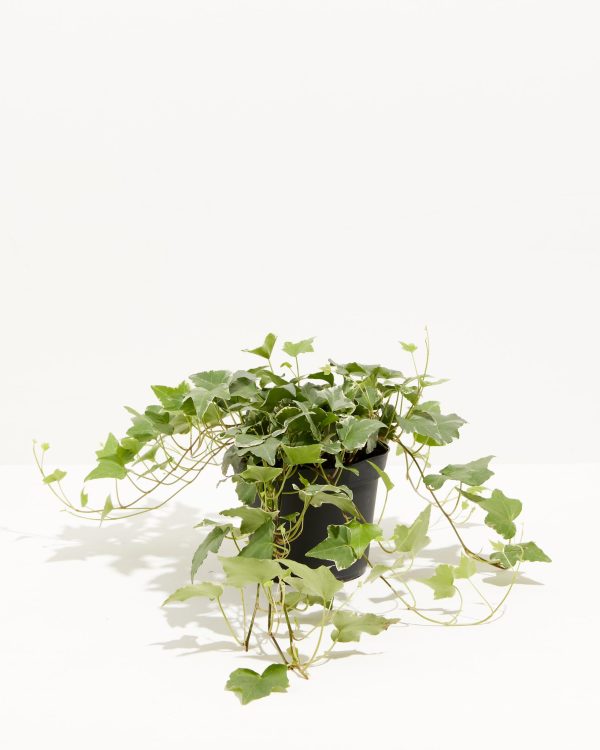 English Ivy Glacier - Image 12
