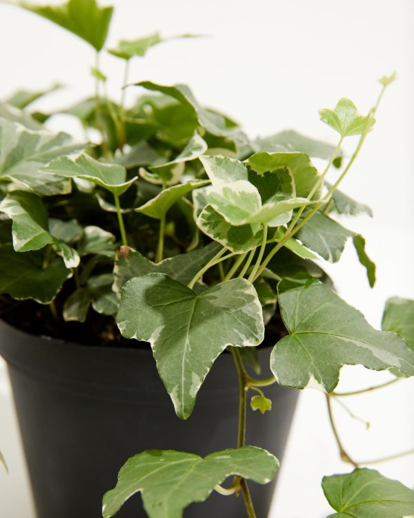 English Ivy Glacier - Image 9